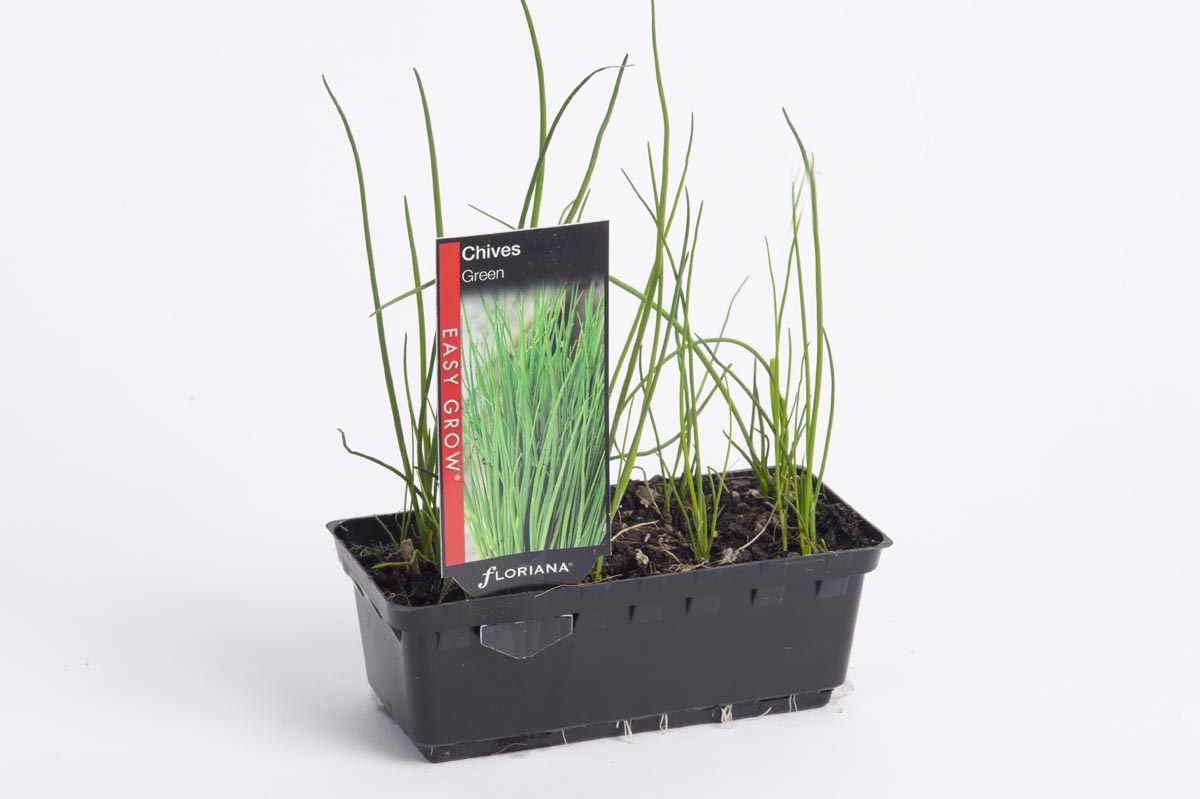 Chives Green