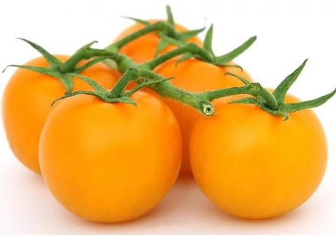 Tomato Orange Grosse Lisse